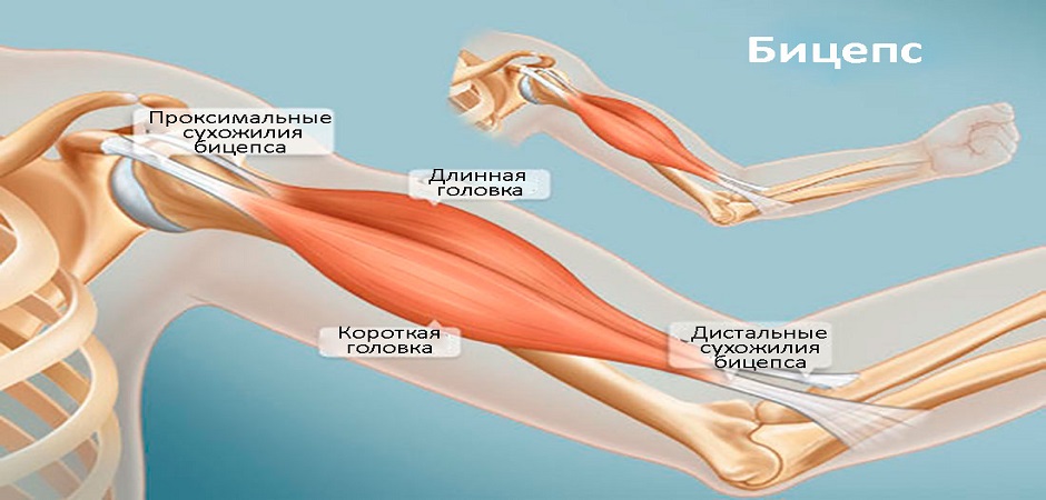 Повреждение двуглавой мышцы плеча: реабилитация в центре 